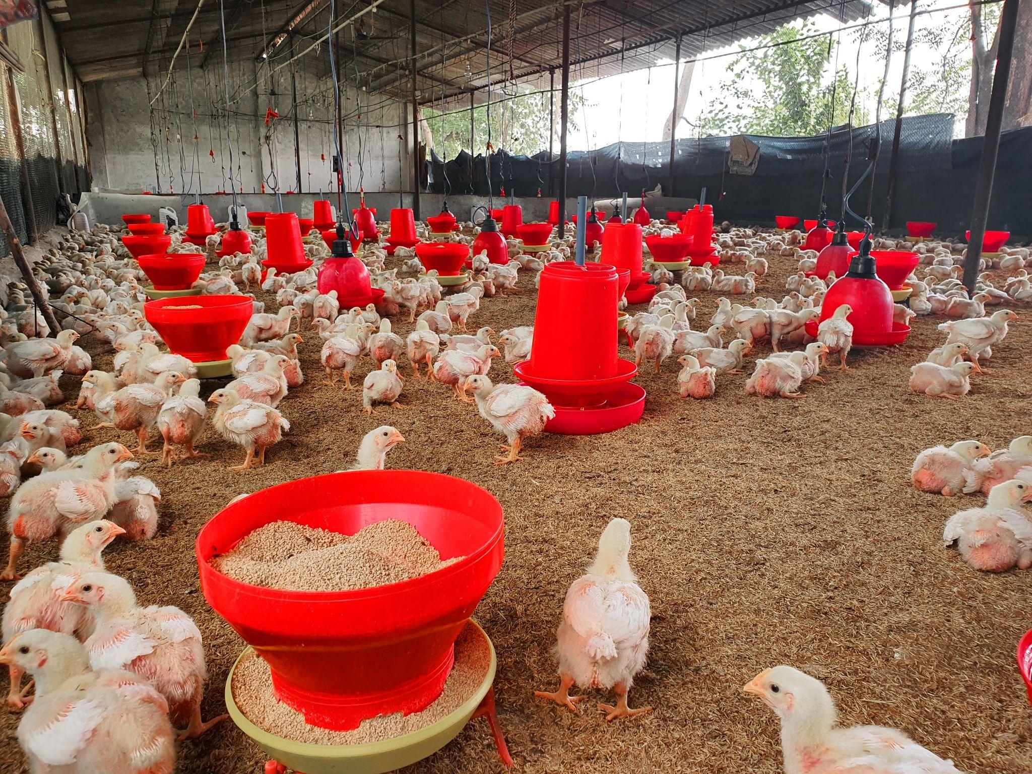 Free-range hen on green farm